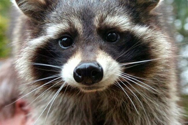 Oreo the raccoon, the real life inspiration for Rocket Raccoon