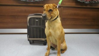 Someone Left This Very Sad Dog At The Train Station With Only A Suitcase Full Of His Belongings
