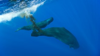 Know What Sucks About Diving With Whales? Being Sucked Into A Whale Poop Whirlpool