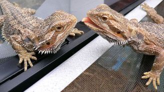 Meet The Florida Reptile Shop Owner Who Slapped His Employees With A Bearded Dragon