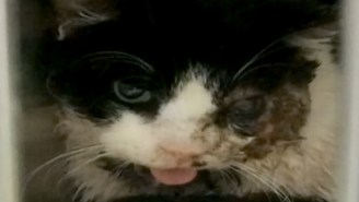 This Zombie Cat Returned Home Five Days After Being Buried By Its Owner