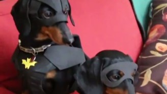 Forget ‘Batman V. Superman,’ Here’s Batman And Robin Played By Dachshunds