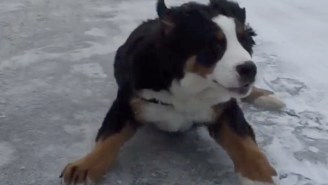 No One Is Having As Much Fun As This Bernese Mountain Dog Puppy Sliding In The Snow