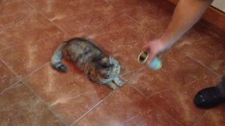 You Will Never Love Anything As Much As This Cat Loves Olives