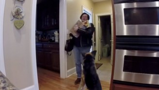 Watch This Guy Repeatedly Scare His Mother With A Life-Sized German Shepherd Stuffed Toy