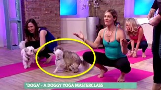 This Local News Segment About Doggy Yoga Went Sideways When Two Dogs Started Humping