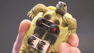 This Baby Tortoise’s LEGO Wheelchair May Actually Make Your Heart Explode