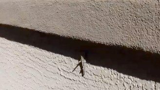 Watch This Giant Grasshopper Get Snatched Out Of The Air By A Bird, Completely Blowing A Stoner’s Mind