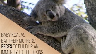 Baby Koalas Eat Their Mother’s Poop And Other Gross Facts About Otherwise Adorable Animals