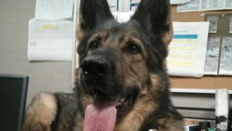 A California Police Department Just Promoted A German Shepherd To Detective