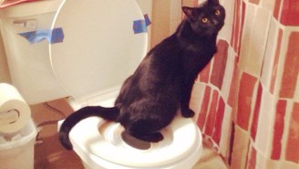 A Woman Attempted To Toilet Train Her Cat And It Went Horribly, Horribly Wrong