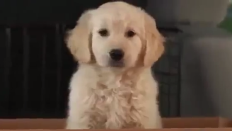 GoDaddy Pulled This Super Bowl Ad Over Puppy Cruelty Backlash