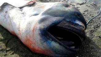 NOPE: This Rare And Horrifying Megamouth Shark Washed Up On A Beach In The Philippines