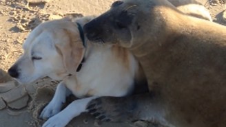 This Video Of A Seal Cuddling With A Dog Will Warm The Coldest Of Hearts
