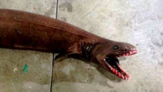 NOPE: Australian Fishermen Pulled This Horrifying Nightmare Beast Out Of The Ocean