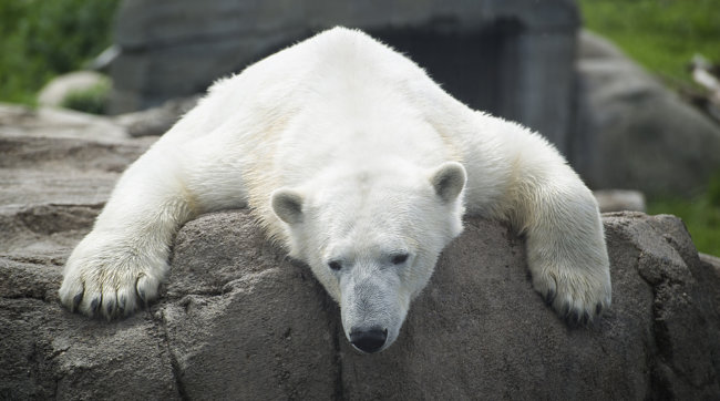 Pollution Raises The Odds Of Penis Fracture For Polar Bears Uproxx 7462