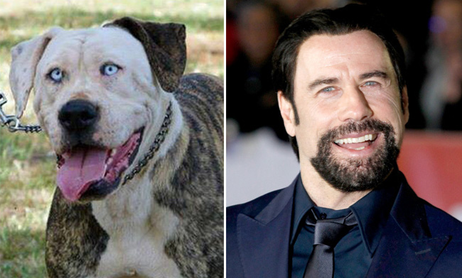 travolta-dog-header