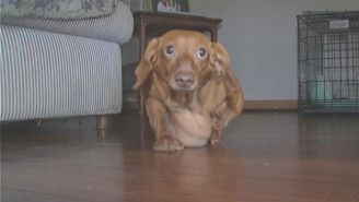 Obese Dachshund Gets Tummy Tuck, Loses 40 Pounds, Has Already Beaten You At New Year’s Resolutions