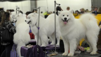 An Investigation: Was A Show Dog Murdered At The 2013 Westminster Dog Show?