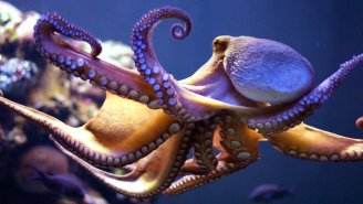 This Adorable Little Robot Octopus Is The Fastest Underwater Vehicle