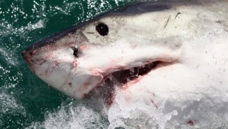 A Shark Week Special Called ‘Nuclear Sharks’ Is On The Way, So Plan Your Schedules Accordingly