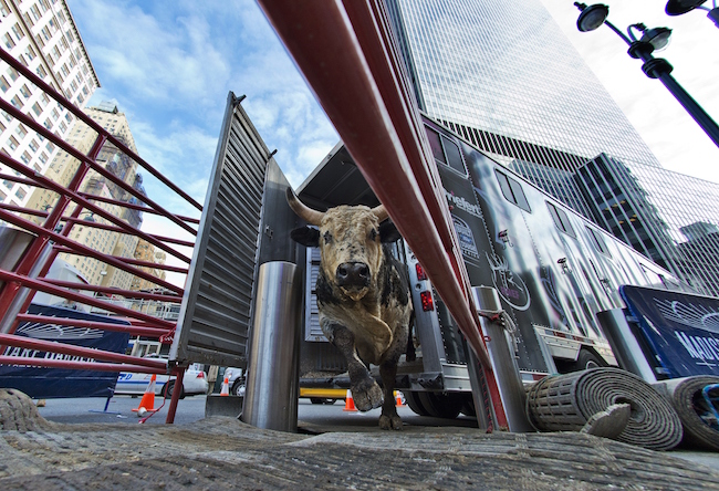 Bull Outside Madison Square Garden