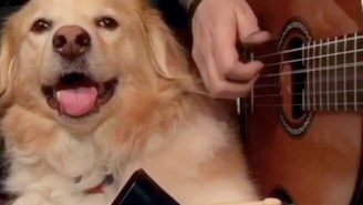 This Dog Can’t Get Enough Cowbell In This Rendition Of ‘Don’t Fear The Reaper’