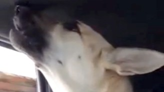 This German Shepherd Tells It Like It Is Upon Hearing Maroon 5’s ‘Animals’ In The Car