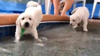 Check Out These Adorable Golden Retriever Puppies Learning How To Swim
