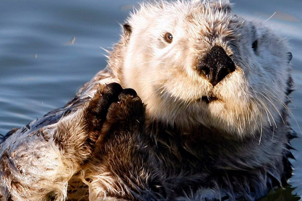 A Cute Pack Of Otters Chasing A Butterfly. Yeah Happy Friday.