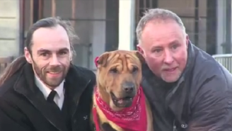 The Dog Abandoned At A Scottish Train Station Found A New Home