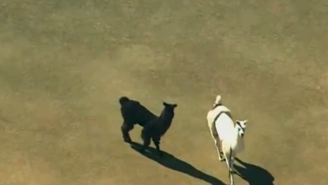 The USDA Won’t Let The Runaway Llamas Become Celebrities