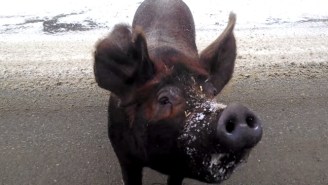 A Man In Northern Maine Pulled Over And Had A Conversation With A Loose Pig