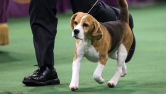 Take A Look At Miss P, The Adorable Dog That Won Best In Show At The Westminster Kennel Club Dog Show