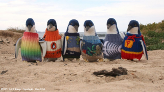 A 109-Year-Old Australian Man Is Knitting Tiny Sweaters For Tiny Injured Penguins