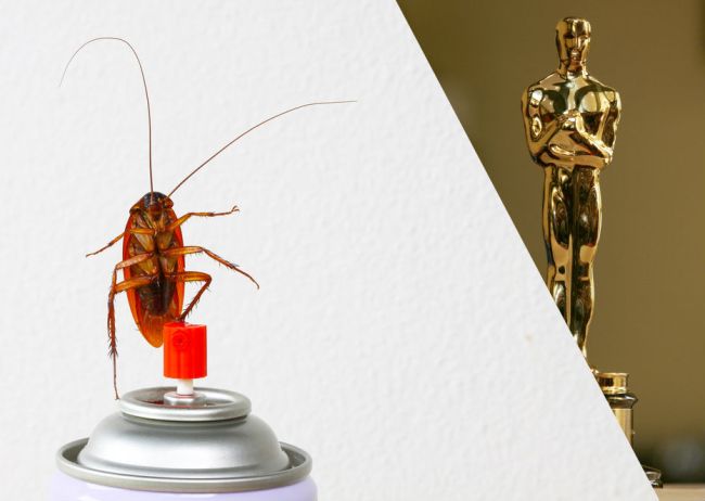 rain roaches oscars 2015