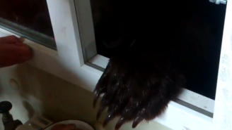 Watch This Russian Man Feed An Enormous Bear Hanging Out By His Window