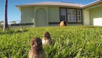A Go-Pro Catches Owls Dancing With The Sickest Moves You’ve Ever Seen