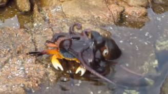 Watch This Crazy-Eyed Octopus Take Down An Unsuspecting Crab And Drag Him Back To Its Underwater Lair