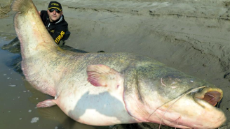 NOPE: Italian Fisherman Catches 280-Pound Mutant Catfish