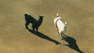 These Runaway Llamas Took Over Twitter And Nearly Broke The Internet