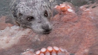 A Photographer Managed To Capture This Epic Brawl Between A Seal And An Octopus