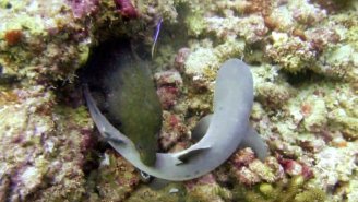Someone Captured Frightening Video Of A Hungry Moray Eel Trying To Eat This Shark Whole
