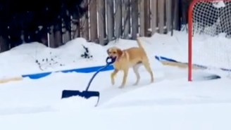Would You Like To See A Dog Shoveling Snow? Because Here Is A Dog Shoveling Snow.