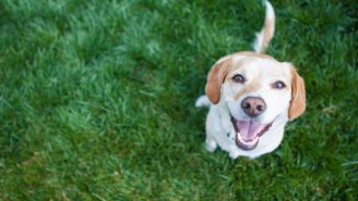 Yes, Your Dog Can Actually Tell Whether You’re Happy Or Sad