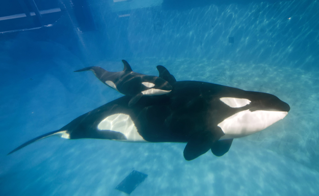 Killler Whale Calf At SeaWorld San Diego