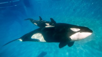 Is SeaWorld Secretly Sending Out Spies To Infiltrate PETA?