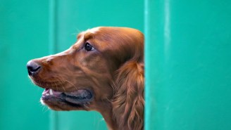 Did Someone Poison Jagger The Irish Setter At The Crufts Dog Show?