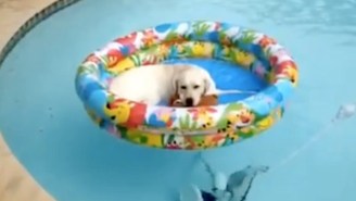 This Dog Floating In A Swimming Pool Has Got The Right Idea