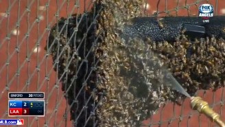 This Swarm Of Bees At A Royals Game Will Make You Team Ocean Forever